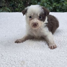 Muffin - White and red female Border Collie puppy in East Brady, Pennsylvania from Riverwood