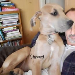 Great Dane Puppies from Texas Devine Danes