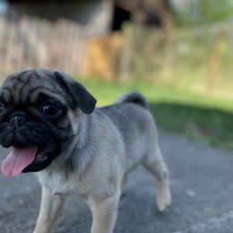 Pug Puppies from Ava's Pugs