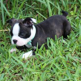 Zola ready sept 11 - Black brindle and white female Boston Terrier puppy in Brooksville, Florida from I Love Pups