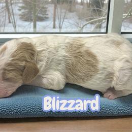 Blizzard - Parti male Goldendoodle puppy in Ellenburg Center, New York from Kristin's Puppies