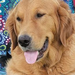 Golden Retriever All Grown Up from Bear Ridge Kennels
