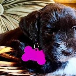 Miniature Schnauzers from Bell Beards & Brows Min Schnauzers