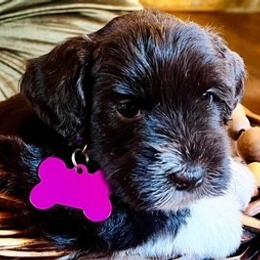 Miniature Schnauzers from Bell Beards & Brows Min Schnauzers
