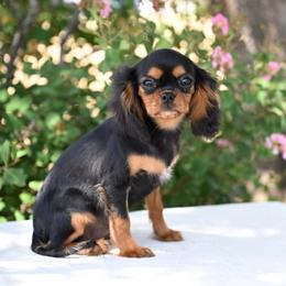 Sadie - Black and tan female Cavapoo puppy in Lawton, Oklahoma from Lindsey’s Cavies