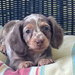 Girl 1 - Dapple female Dachshund puppy in Choccolocco, Alabama from Ace’s Doxies