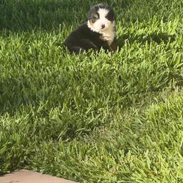 Boy 4 - Black rust and white male Bernese Mountain Dog puppy in Ramona, California from Buendias Ranch Saint Bernards & Bernese Mountain Dogs