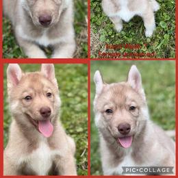 Nami - Red and white female Siberian Husky puppy in Canton, Ohio from Bleu Skies Siberian Huskies