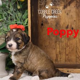 Poppy - Sable female Bernedoodle puppy in Heyworth, Illinois from Cobble Creek Puppies