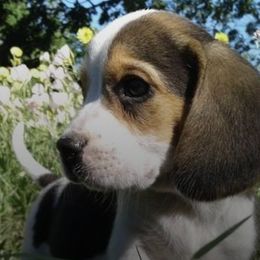 Beagles and German Shorthaired Pointers from Houston’s Howlin’ Hounds