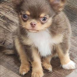 Chocoboy - Chocolate and tan male Chihuahua puppy in Tremonten, Utah from Qu-Te's Chihuahuas