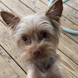 Henry - Yorkshire Terrier