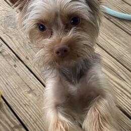 Henry - Yorkshire Terrier