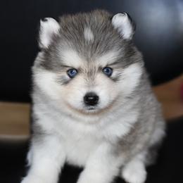 Bandit - Gray and white male Pomsky puppy in Coos Bay, Oregon from Ocean View Pomskies