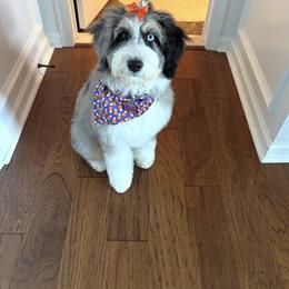 Bernedoodle, Bernese Mountain Dog, and Poodle Puppies from Bubbling Springs Doodles, LLC