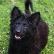 Greenbrier's Walk like an Egyptian - Black male Mudi puppy in Gatlinburg, Tennessee from Greenbrier