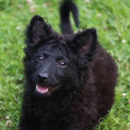 Greenbrier's Walk like an Egyptian - Black male Mudi puppy in Gatlinburg, Tennessee from Greenbrier