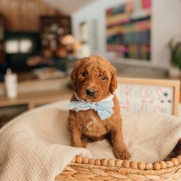 Lincoln - Red  male Goldendoodle puppy in Yukon, Oklahoma from Bows and Ties Doodles, LLC