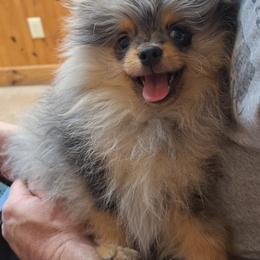 Boy 1 - Blue merle male Pomeranian puppy in Oologah, Oklahoma from GG's Pomeranians