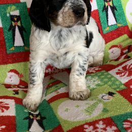 English Springer Spaniel Puppies from Rocky Mountain Springer Spaniels