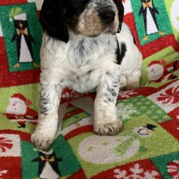 English Springer Spaniel Puppies from Rocky Mountain Springer Spaniels