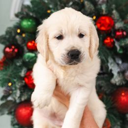 Light Purple Anora - Light golden female Golden Retriever puppy in Oregon from A Goldens First Love