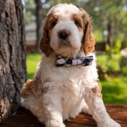 Bernedoodle Puppies from Tahoe Doodles