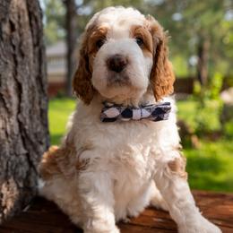 Bernedoodle Puppies from Tahoe Doodles