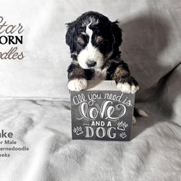 Bernedoodle Puppies from A Star is Born Doodles