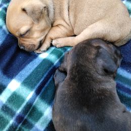 Staffordshire Bull Terrier Puppies from Bold Play Staffords