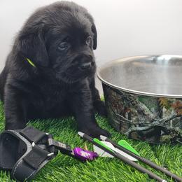 Labrador Retriever Puppies from Big Cypress labradors