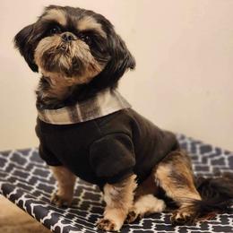 Kingston - Black and tan male Shih Tzu puppy in Yelm, Washington from Lala's All Star Shih Tzu