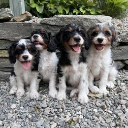 Cavapoo puppies from Buttercup Doodles