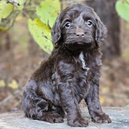 Hudson - Brown male Cockapoo puppy in Louisburg, North Carolina from Raven Oak's Mini Cockapoos