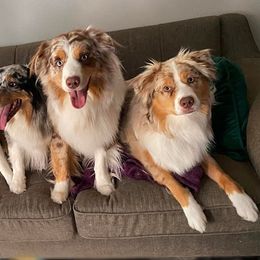 Australian Shepherds from Amy’s Aussies