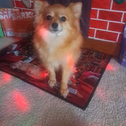 SAFIRE - Pomeranian