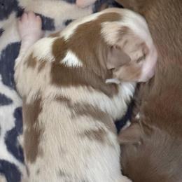 Sixes - Red merle male Miniature Australian Shepherd puppy in North Lakeport, California from Wild Rose Ranch