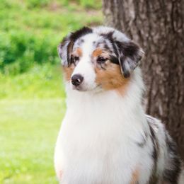Kitty - Australian Shepherd