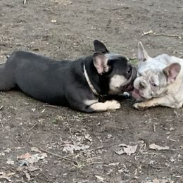French Bulldogs from Eminent Frenchies