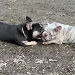 French Bulldogs from Eminent Frenchies