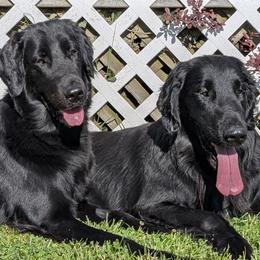 Flat-Coated Retrievers and Golden Retrievers from Maywood Retrievers