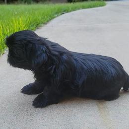 Onyx - Black female Shih Tzu puppy in Kill Devil Hills, North Carolina from AKC Shih Tzu Champion Line Puppies