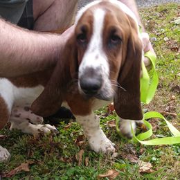 Hudson - Tan and white male Basset Hound puppy in Imler, Pennsylvania from Stacey's Basset Hounds