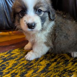 Pembroke Welsh Corgi Puppies from BROCKWAY CREEK CORGI'S