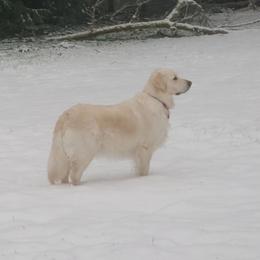 Lucy - Golden Retriever
