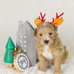 Girl 3 - Goldendoodle puppy in Riverton, Utah from Utah Doodlebug