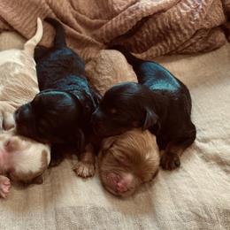 Cavalier King Charles Spaniels and Cavapoos from Middle Creek Ranch