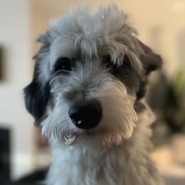 Violet - Aussiedoodle
