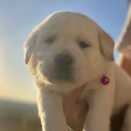 Girl 1 - female Labrador Retriever puppy in Mansfield, Missouri from Leadhill Labs