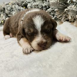 Gingy - Red tri-color male Australian Shepherd puppy in Peach Bottom, Pennsylvania from Arcadia Australian Shepherds
